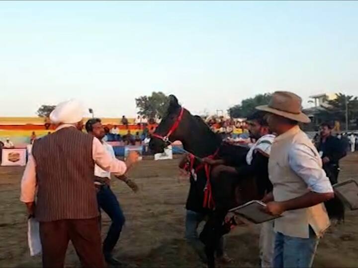 देशाच्या कानाकोपऱ्यातून या आश्वासौंदर्य स्पर्धा पाहण्यासाठी अश्वप्रेमी येत असतात.