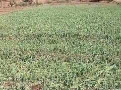 Nashik Onion Loss : नाशकात अवकाळीचा मोठा फटका; 18 हजार 346 हेक्टवरील कांद्याचं नुकसान