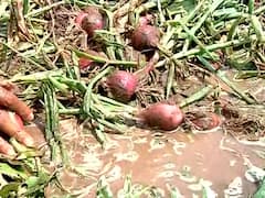 Nashik Onion Loss : नाशकात अवकाळीचा मोठा फटका; 18 हजार 346 हेक्टवरील कांद्याचं नुकसान