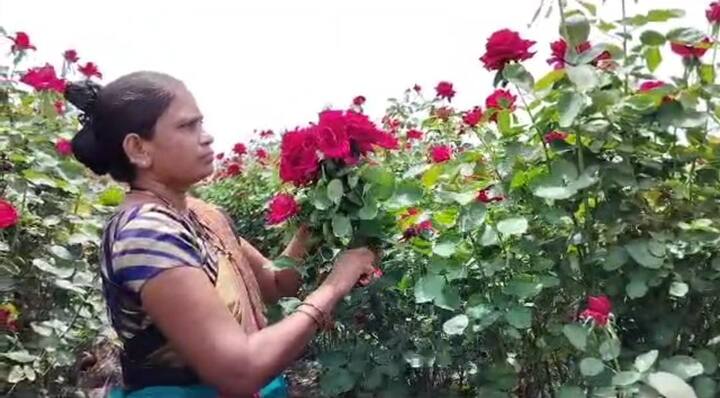 पंधराशे फुलझाडांपासून दर दिवसाआड किमान दोन हजार गुलाब फुल तोडली जाते.