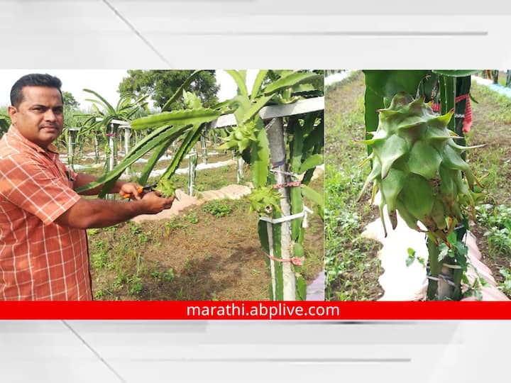 Nanded News : फिलिपाइन्स या देशांमध्ये पिकणारे फळ आता नांदेडच्या कंधार तालुक्यातील बारुळमध्ये यशस्वीपणे पिकविण्यात आले आहे.