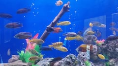 Fish Theme Park : पाण्यातील विश्व... भारतातील पहिलवहिलं फिश थीम पार्क सिंधुदुर्गात सुरु