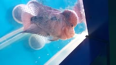 Fish Theme Park : पाण्यातील विश्व... भारतातील पहिलवहिलं फिश थीम पार्क सिंधुदुर्गात सुरु