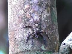 Rare Spider : सिंधुदुर्गच्या जंगलात आढळली कोळ्याची नवीन प्रजाती...