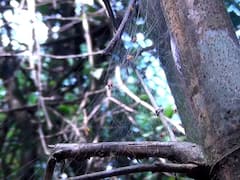 Rare Spider : सिंधुदुर्गच्या जंगलात आढळली कोळ्याची नवीन प्रजाती...
