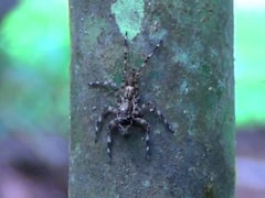 Rare Spider : सिंधुदुर्गच्या जंगलात आढळली कोळ्याची नवीन प्रजाती...