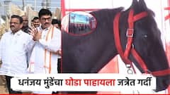 Dhananjay munde: धनजंय मुंडेंचा घोडा पाहण्यासाठी गर्दी; माळेगावच्या जत्रेत भाव खाऊन गेला धनुभाऊंचा 'बादल'