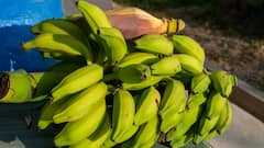 Raw Banana : पिकलेल्या केळ्या पेक्षा कच्ची केळी खाण्याचे आहेत अनेक फायदे; जाणून घ्या!
