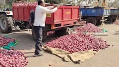 Onion Export Duty: कांद्यावरील 20% निर्यातशुल्क रद्द करा लासलगावात 'शोले स्टाईल' आंदोलन, शेतकरी आक्रमक, लिलाव बंद