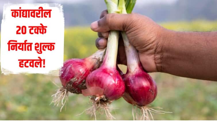 Onion farmers News The central government has removed 20 percent export duty on onions farmers agriculture news मोठी बातमी! सरकारनं कांद्यावरील 20 टक्के निर्यात शुल्क हटवलं, शेतकऱ्यांना दिलासा, मुख्यमंत्र्यांसह उपमुख्यमंत्र्यांनी मानले आभार 