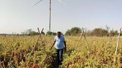 Tomato Prices: 100 रुपयांचा टोमॅटो 5 रुपयांवर आला, भाव पडल्याने बीडचा बळीराजा हवालदिल झाला