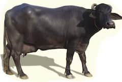 Murrah Buffalo: ਦੁੱਧ ਦੀਆਂ ਨਦੀਆਂ ਵਹਾਉਣ ਵਾਲੀ ਮੱਝ! ਕਿਸਾਨਾਂ ਨੂੰ ਮਾਲੋਮਾਲ ਕਰ ਦੇਵੇਗਾ 'ਕਾਲਾ ਸੋਨਾ'