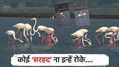 Flamingos परतीचा प्रवास... 5 महिन्यानंतर सोलापुरातून मायदेशी परतणार फ्लेमिंगो; निसर्गाची मनमोहक सुंदरता