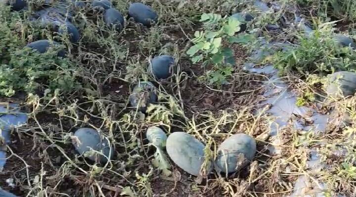 गावातील इतर शेतकऱ्यांचेही काही प्रमाणात नुकसान झाले असून संपूर्ण परिसरात चिंतेचं वातावरण आहे.