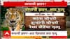 Chandrpur Tiger special Report : वाघाची झडप, आठ मृत्यू! चंद्रपुरात हल्ल्याचं सत्र सुरुच