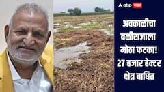 अवकाळी पावसाचा शेती पिकांना मोठा फटका, 27 हजार हेक्टर क्षेत्र बाधित, कृषीमंत्र्यांची माहिती, सर्वाधिक नुकसान अमरावती जिल्ह्यात