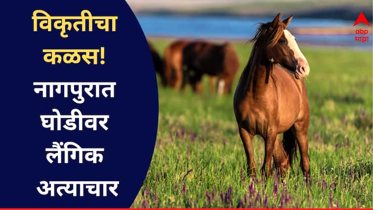 Nagpur Horse Rape in riding academy accused caught in cctv maharashtra crime marathi news  Nagpur Horse Rape : विकृतीचा कळस! नागपुरात घोडीवर बलात्कार, CCTV मुळे घटना उघडकीस, आरोपीला अटक