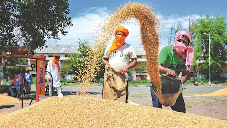 Increase in MSP of 14 Kharif crops including rice cotton,soybean, tur;Loans will be available at low interest rates on Kisan Credit Card MSP Price Hike : भात, कापूस, सोयाबीन, तूर यासह 14 खरीप पिकांच्या एमएसपीमध्ये वाढ; किसान क्रेडिट कार्डवर कमी व्याजदराने कर्ज उपलब्ध होणार