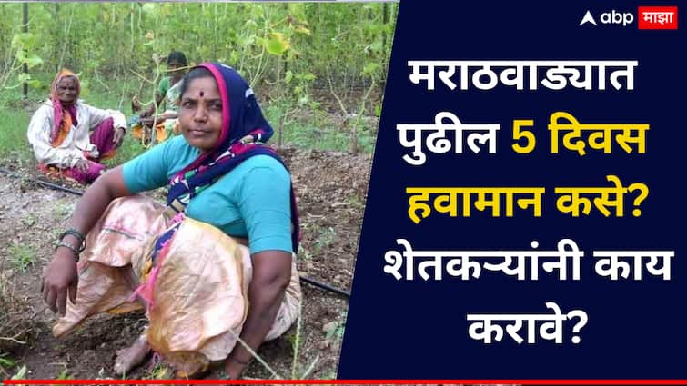 Marathwada Weather Update Agriculture Advisory Rain with Strong Winds Likely in Marathwada Next 5 Days Crucial for Farmers मराठवाड्यात वादळी वाऱ्यासह पावसाची शक्यता, पुढील 5 दिवस शेतकऱ्यांसाठी महत्त्वाचे, कृषी विद्यापिठाची शिफारस काय? वाचा..